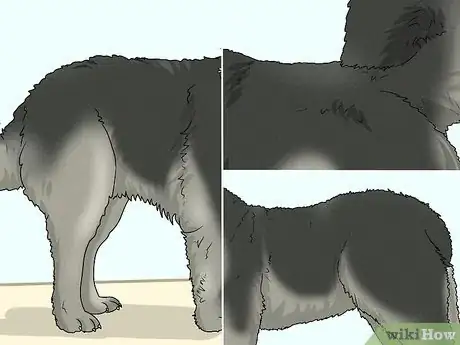 Image titled Identify a Caucasian Shepherd Dog Step 11