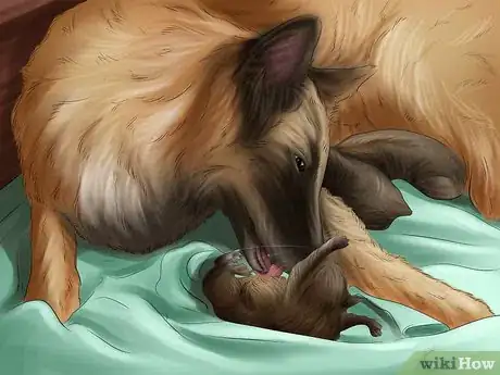 Image titled Help Your Dog After Giving Birth Step 6