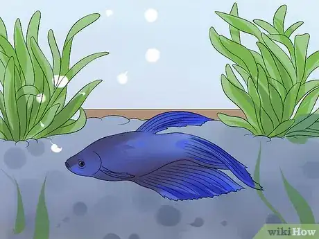 Image titled Help a Betta Fish Live Longer Step 17