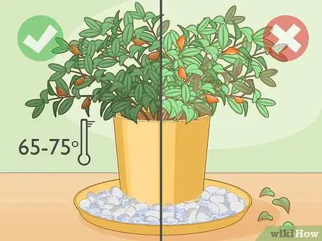 Image titled Care for a Goldfish Plant Step 3
