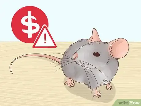 Image titled Choose Between a Pet Mouse or Pet Rat Step 5