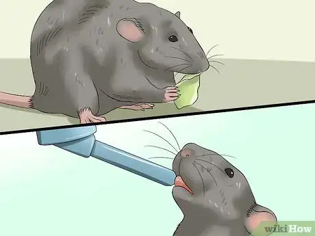 Image titled Feed a Pet Rat Step 4