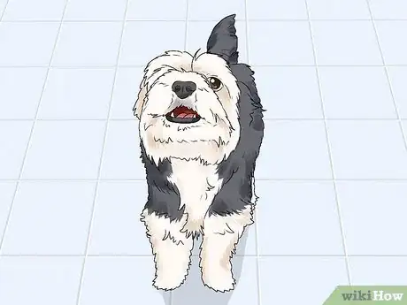 Image titled Identify a Yorkshire Terrier Step 10