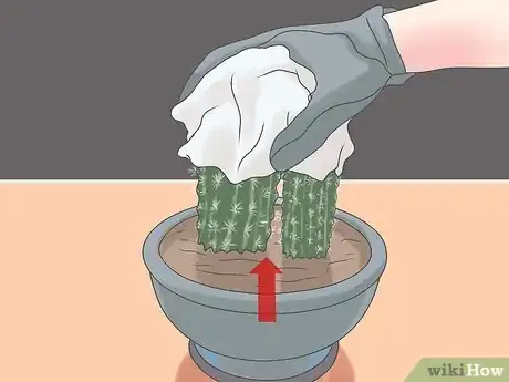 Image titled Repot a Cactus Step 4