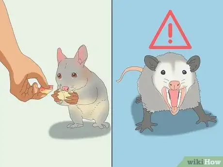 Image titled Possum vs Opossum Step 8