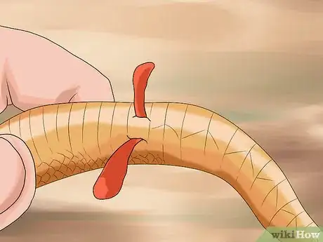 Image titled Sex a Corn Snake Step 11