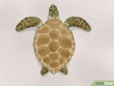 Image titled Identify Turtles Step 15