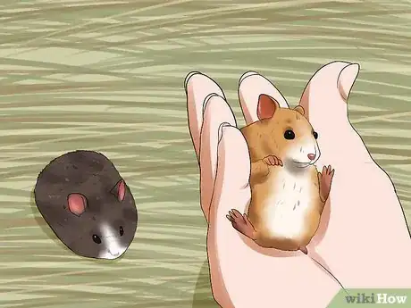 Image titled Learn When to Separate Hamsters Step 12