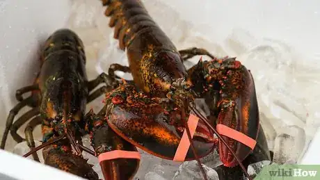 Image titled Cook a Lobster Step 1