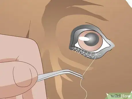 Image titled Treat Ingrown Eyelids in Dogs Step 7