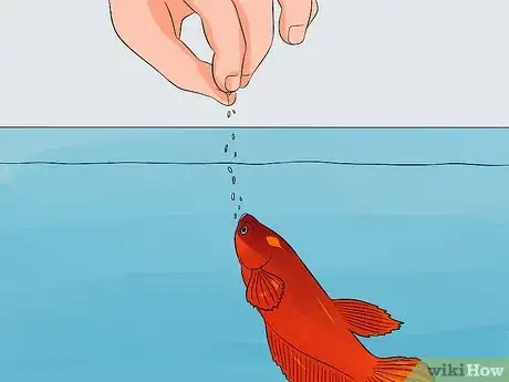 Image titled Help a Betta Fish Live Longer Step 13