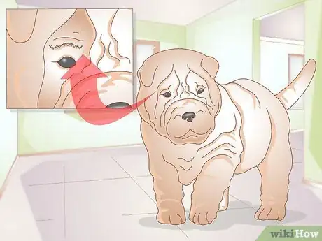 Image titled Treat Ingrown Eyelids in Dogs Step 9