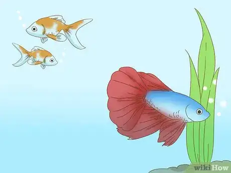 Image titled Grow a Bond With Your Betta Fish Step 3