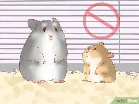 Image titled Safely Keep Multiple Hamsters Step 8