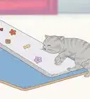 Choose a Ramp or Stairs for Your Cat