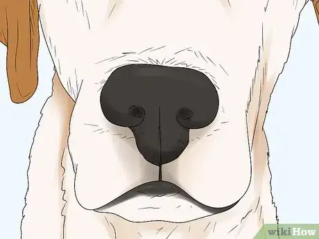 Image titled Identify a Labrador Retriever Step 5