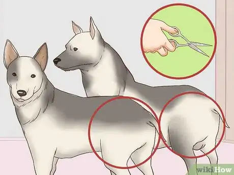 Image titled Keep Both Dogs Safe While Mating Them Step 4