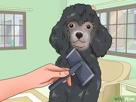 Image titled Groom a Poodle Step 1