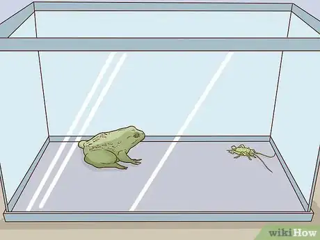 Image titled Take Care of an American Bullfrog Step 11