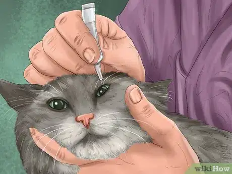 Image titled Diagnose Feline Cataracts Step 12