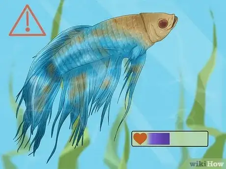 Image titled Take Care of a Siamese Fighting Fish Step 10