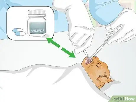 Image titled Treat Your Cat's Dental Problems Step 9