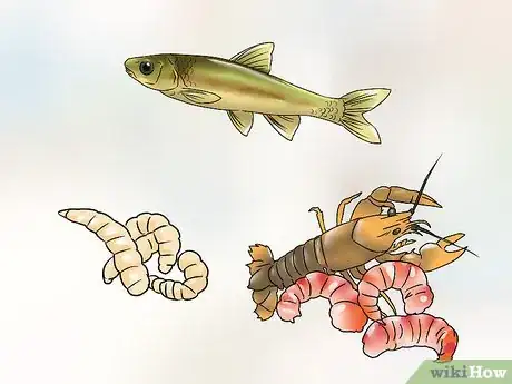 Image titled Catch Perch Step 2