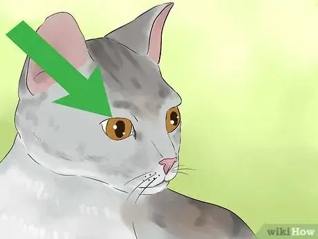 Image titled Identify a Li Hua Cat Step 3