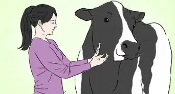 Identify Holstein Cattle