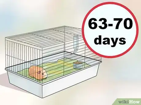 Image titled Breed Standard Guinea Pigs Step 11