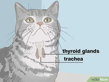 Image titled Treat Hyperthyroid Disease in Cats Step 2