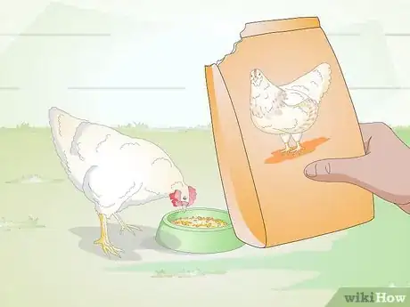 Image titled Properly Care for Your Chicks and Older Chickens Step 9