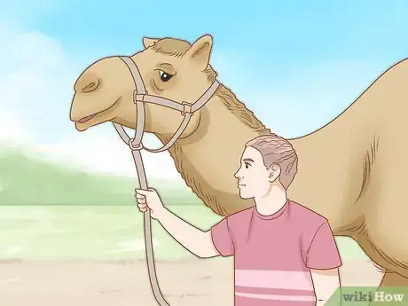 Image titled Care for a Camel Step 15