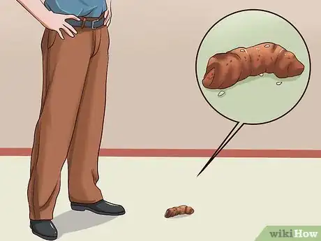 Image titled Treat Worms in Dogs Step 2