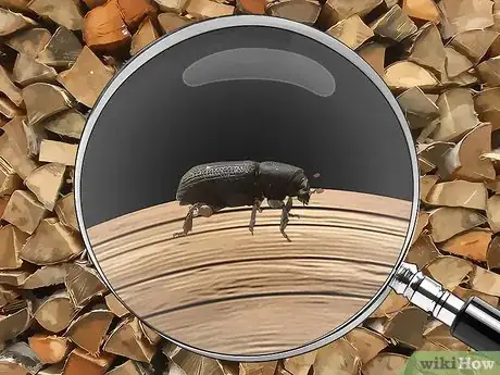 Image titled Identify Beetles Step 17