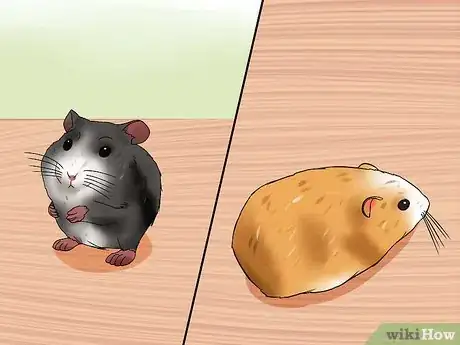 Image titled Learn When to Separate Hamsters Step 13