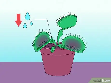 Image titled Care for Venus Fly Traps Step 17