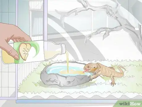 Image titled Teach a Bearded Dragon to Drink from a Water Bowl Step 3