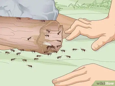 Image titled Catch Ants Step 10