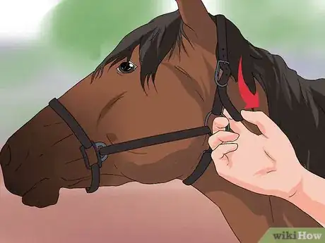 Image titled Put the Bit in a Horse's Mouth Step 10