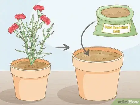 Image titled Plant Carnations Step 12