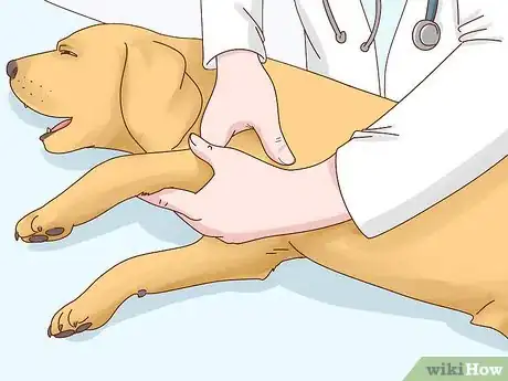 Image titled Diagnose Arthritis in Dogs Step 12