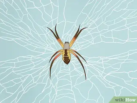 Image titled Identify a Nursery Web Spider Step 8