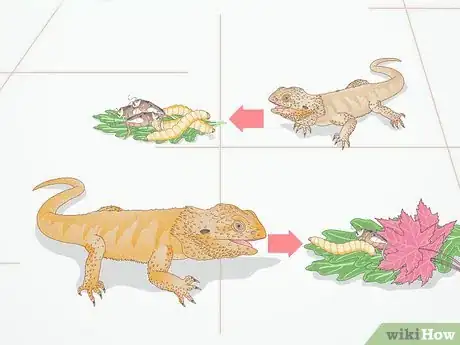 Image titled Feed a Bearded Dragon Step 2