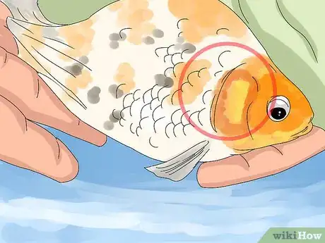 Image titled Tell if Your Fish Is Dead Step 2