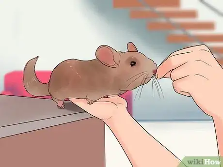 Image titled Play with Your Pet Chinchilla Step 8