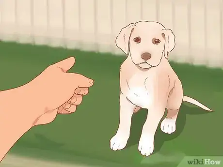 Image titled Take Care of a Labrador Puppy Step 10