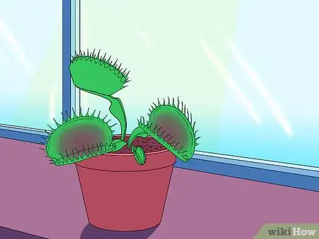 Image titled Care for Venus Fly Traps Step 18