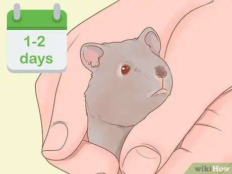 Image titled Pick up a Hamster for the First Time Step 16