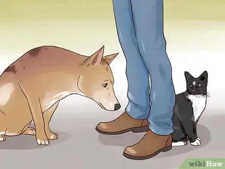 Image titled Keep Your Dog from Chasing Cats Step 20